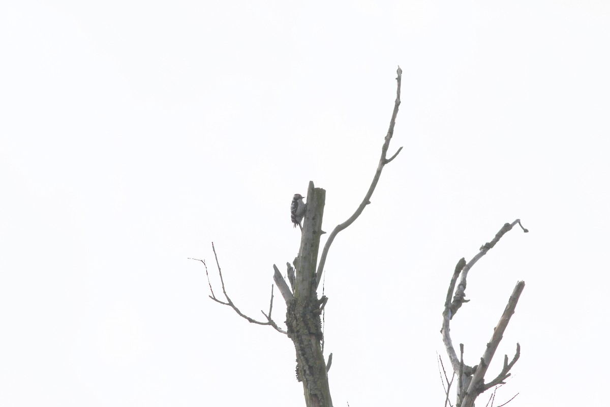 Lesser Spotted Woodpecker - Jan Harm Wiers
