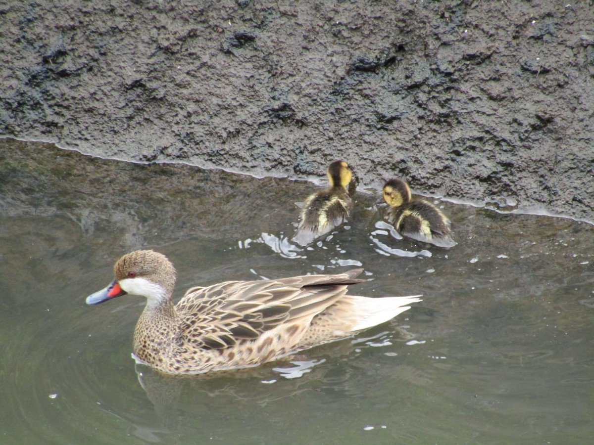 White-cheeked Pintail - ML187642921