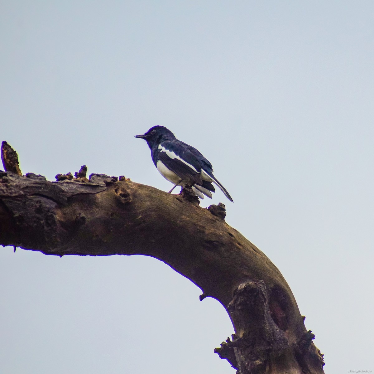 Oriental Magpie-Robin - ML187643881