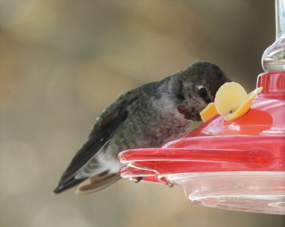 Colibrí de Anna - ML187644731