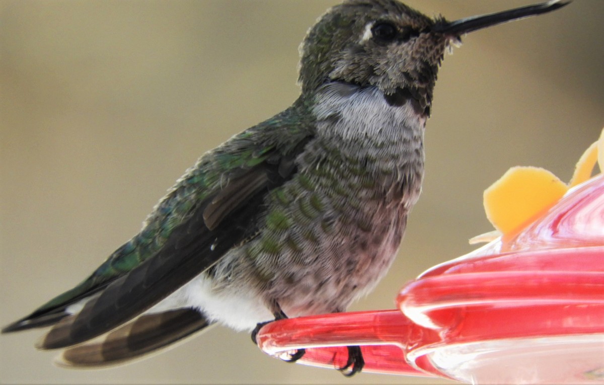 Anna's Hummingbird - Paul McKenzie