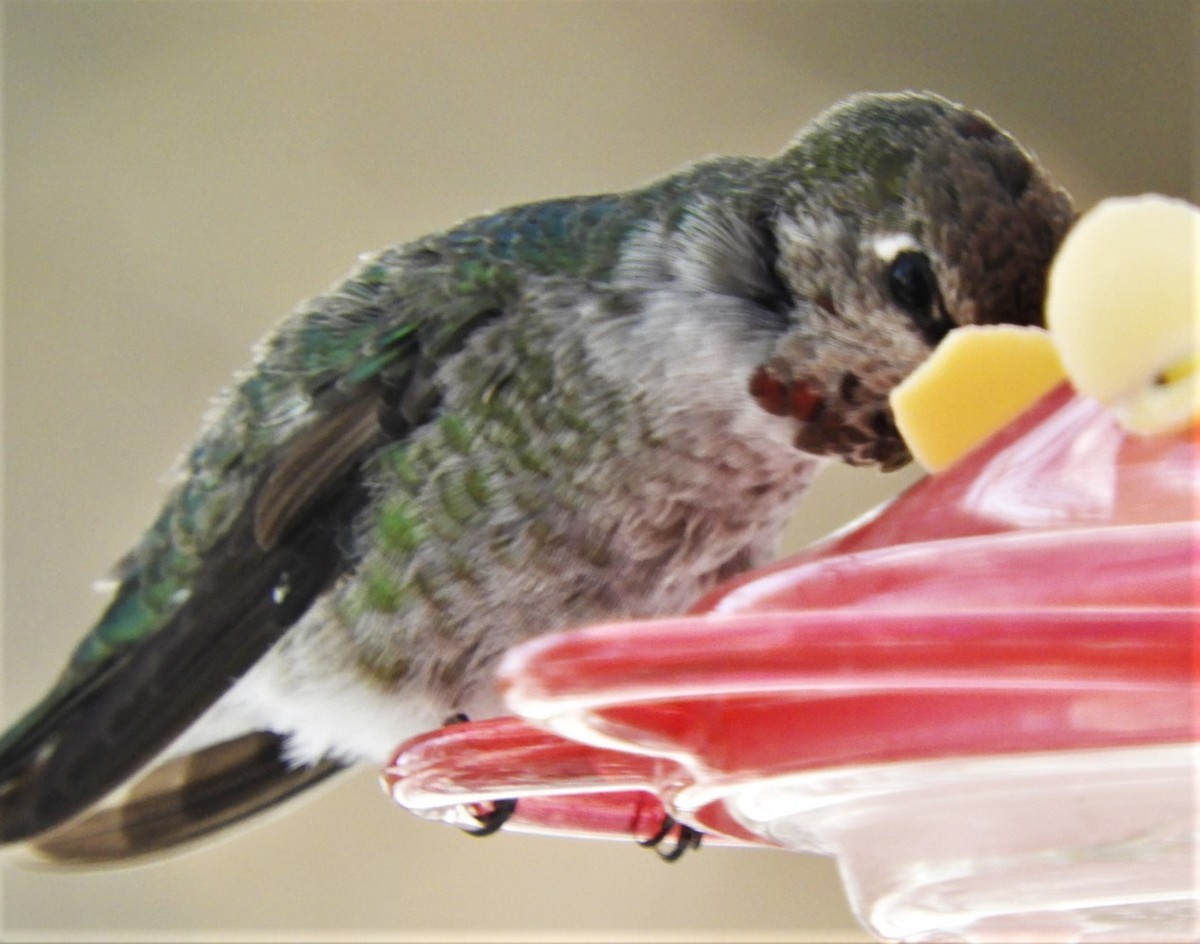 Colibrí de Anna - ML187644761