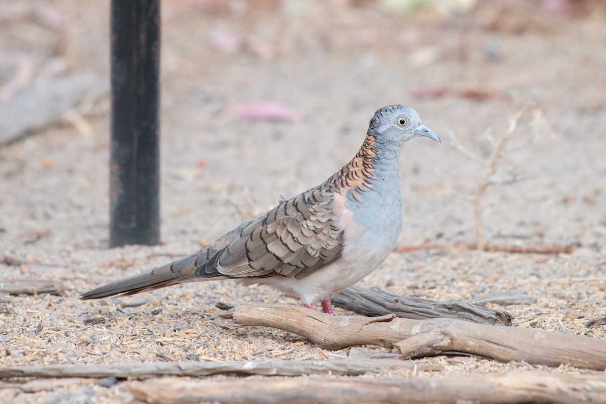 Bar-shouldered Dove - ML187645981