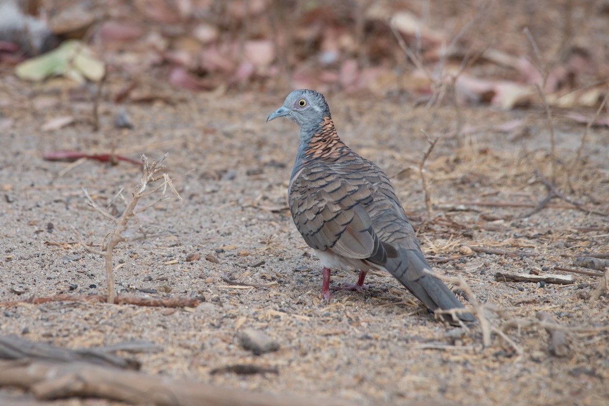 Bar-shouldered Dove - ML187645991