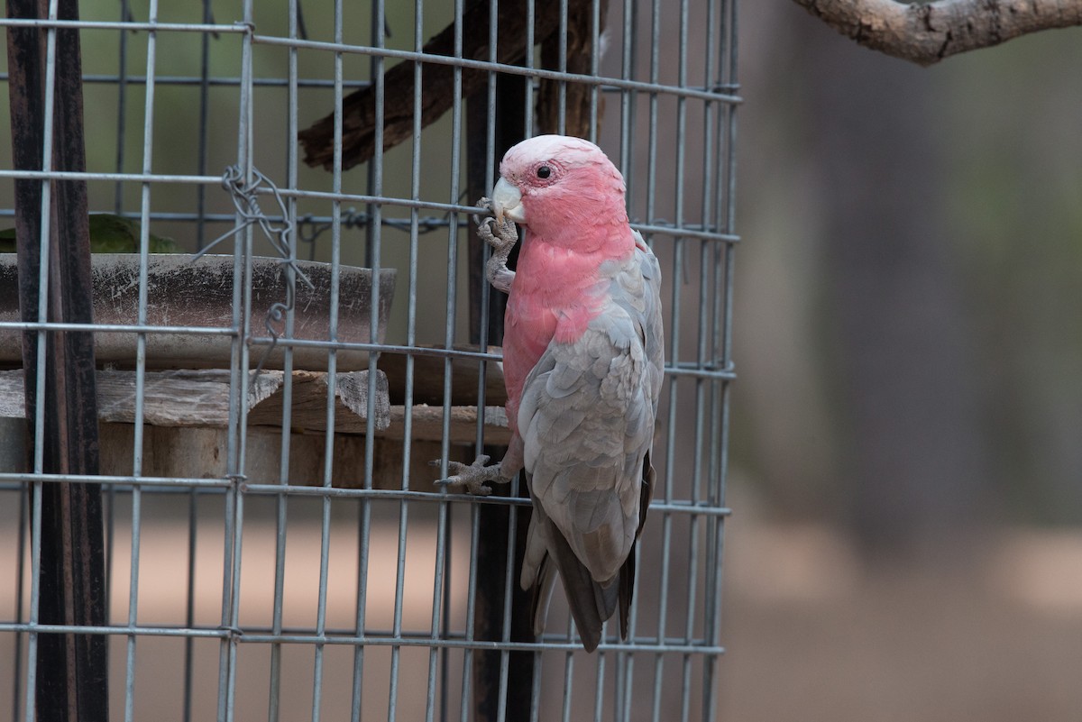 kakadu růžový - ML187646001