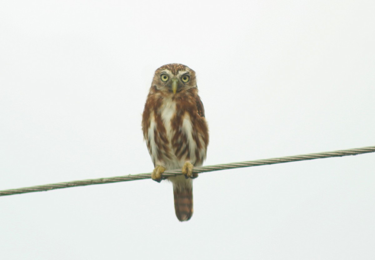 Peruvian Pygmy-Owl - ML187646291