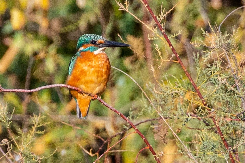 Common Kingfisher - ML187646561