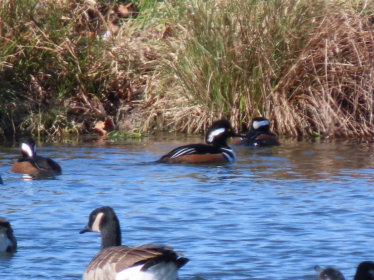 Hooded Merganser - Alan Boyd