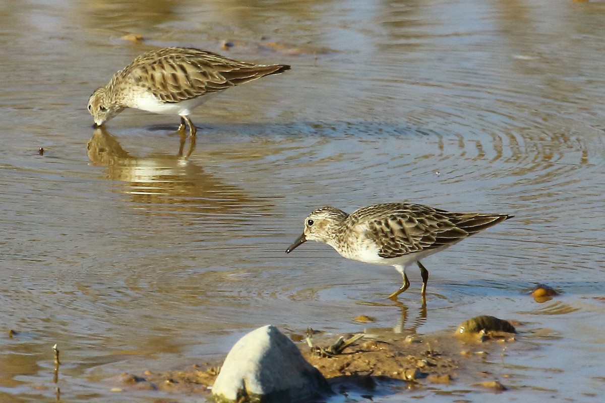 Least Sandpiper - ML187648651