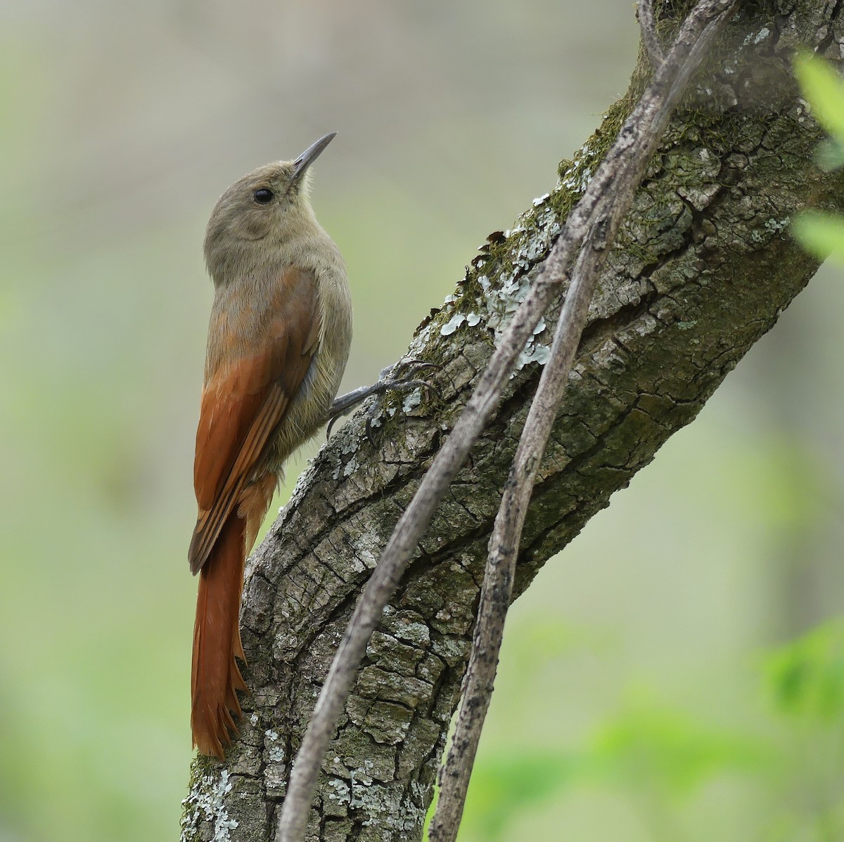 Olivaceous Woodcreeper - Jorge  Quiroga