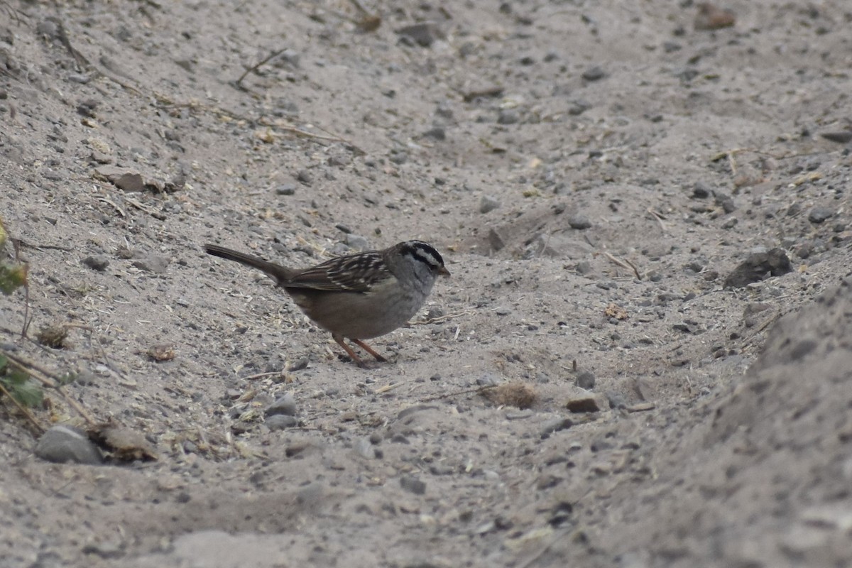 White-crowned Sparrow - ML187650411
