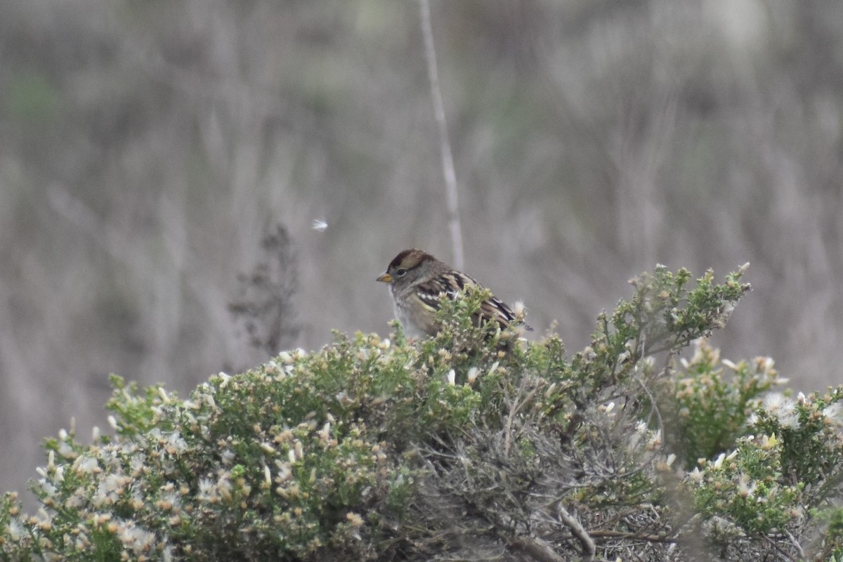 White-crowned Sparrow - ML187650461