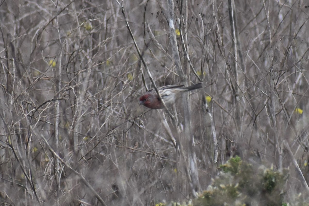 House Finch - ML187650751