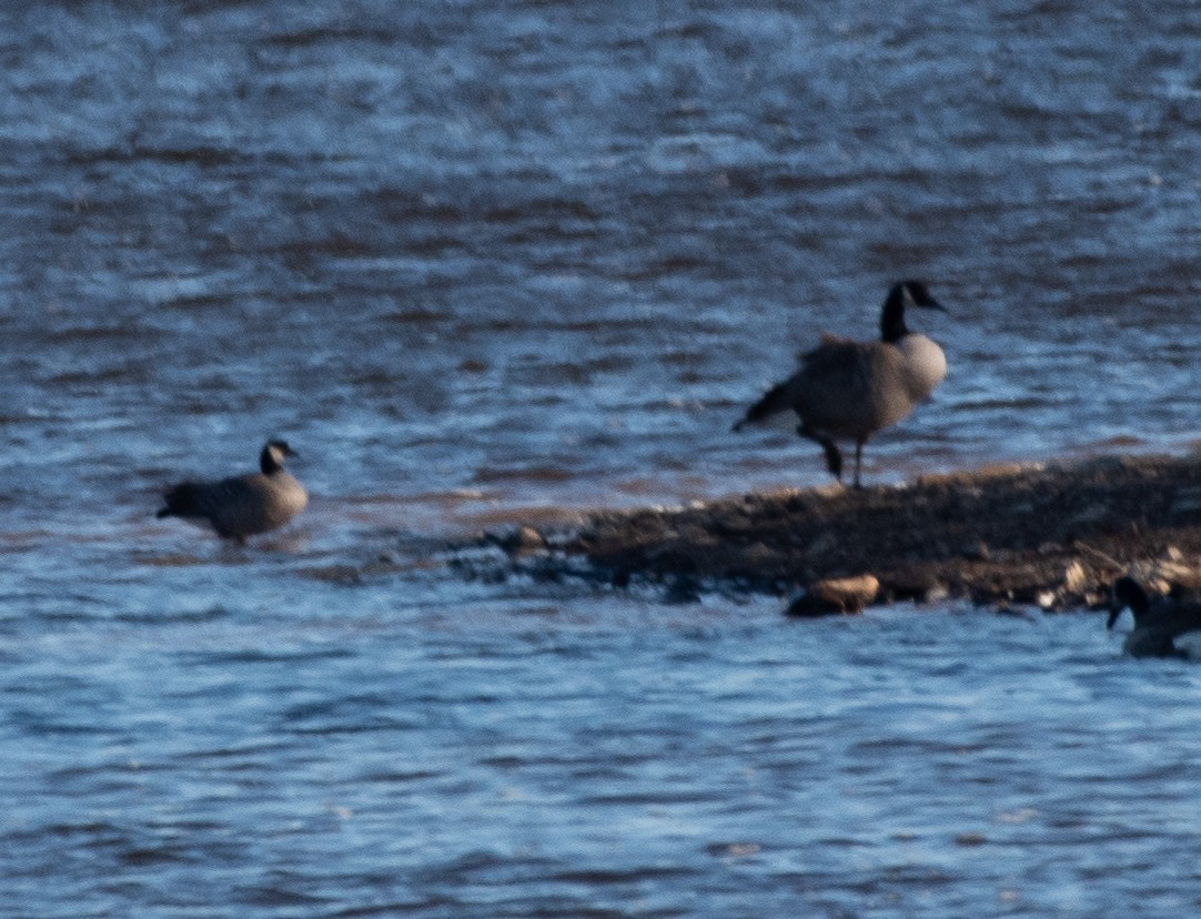 Казарка мала - ML187650791