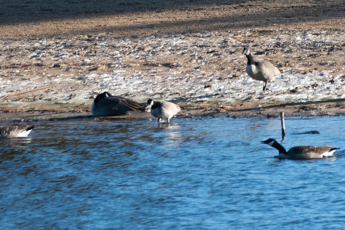 Казарка мала - ML187650801