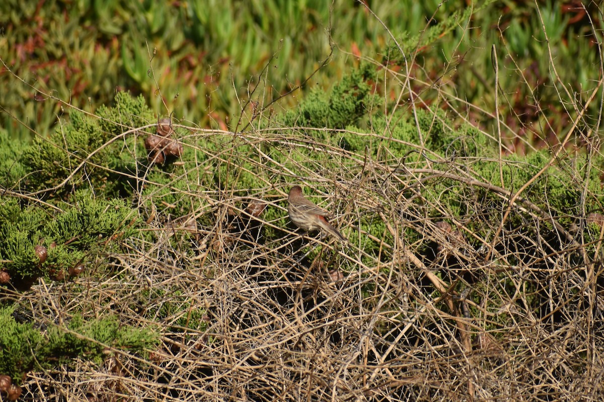 House Finch - ML187650931