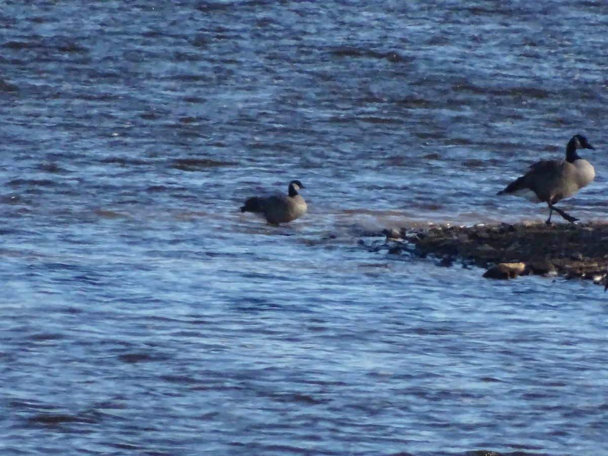 Казарка мала - ML187651071