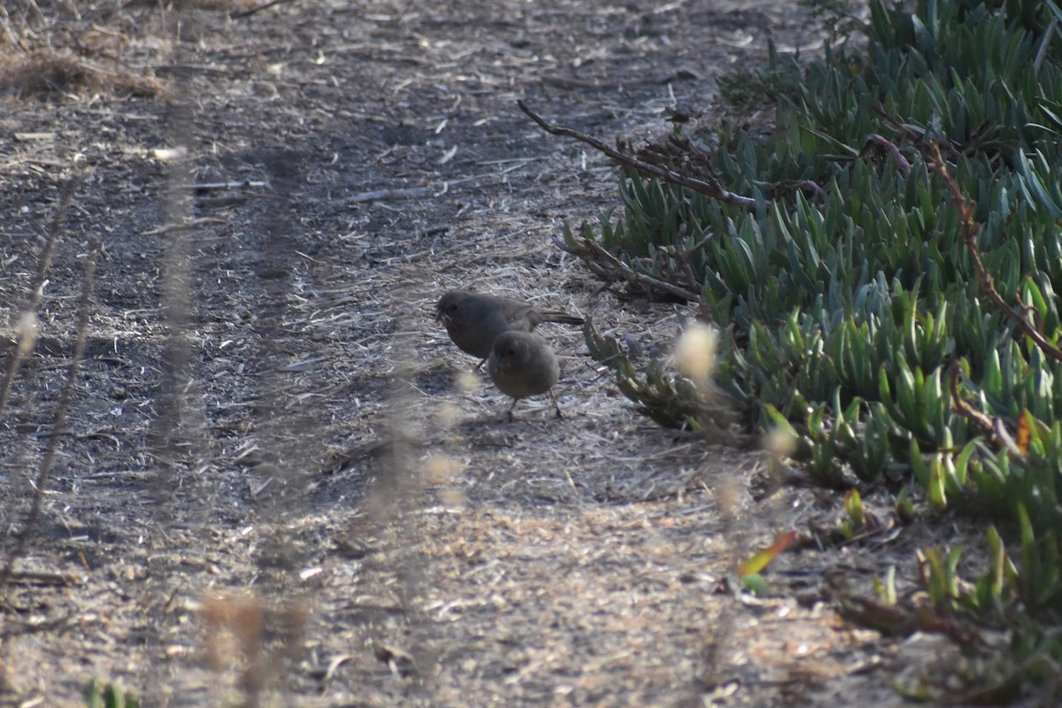 California Towhee - ML187651811