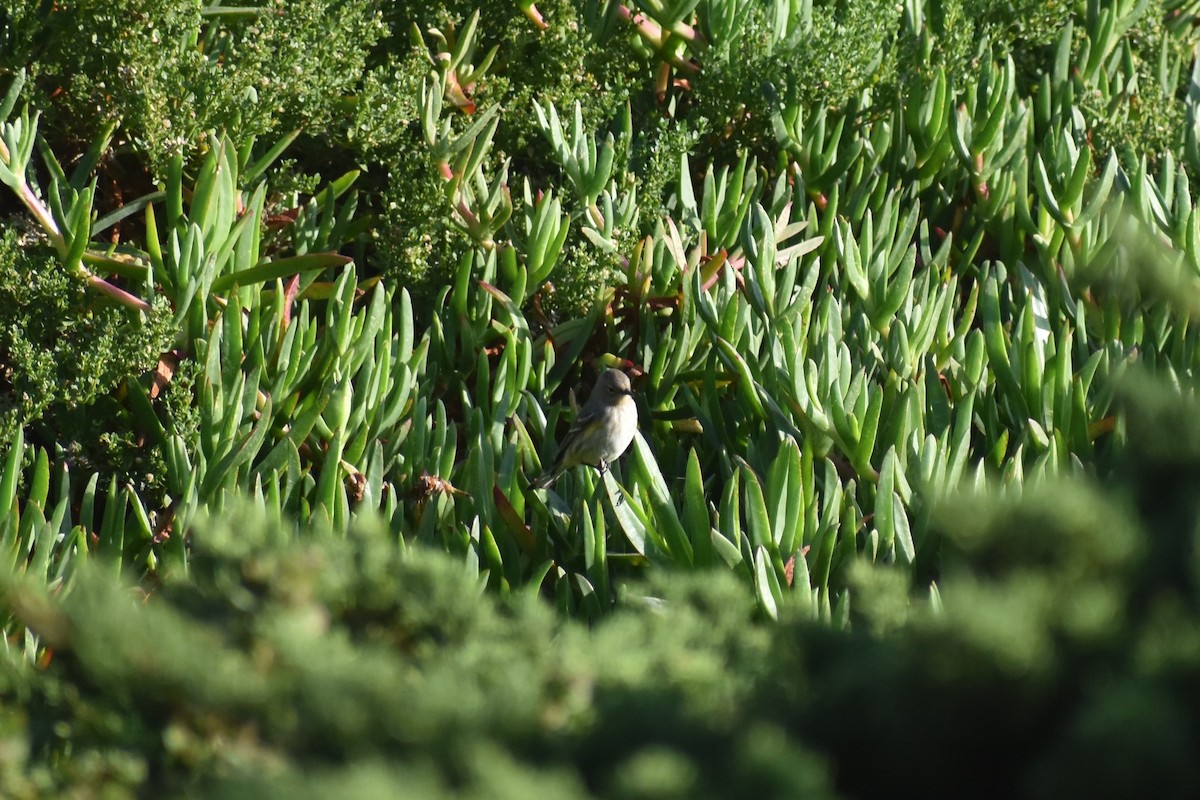 Yellow-rumped Warbler (Audubon's) - ML187652121