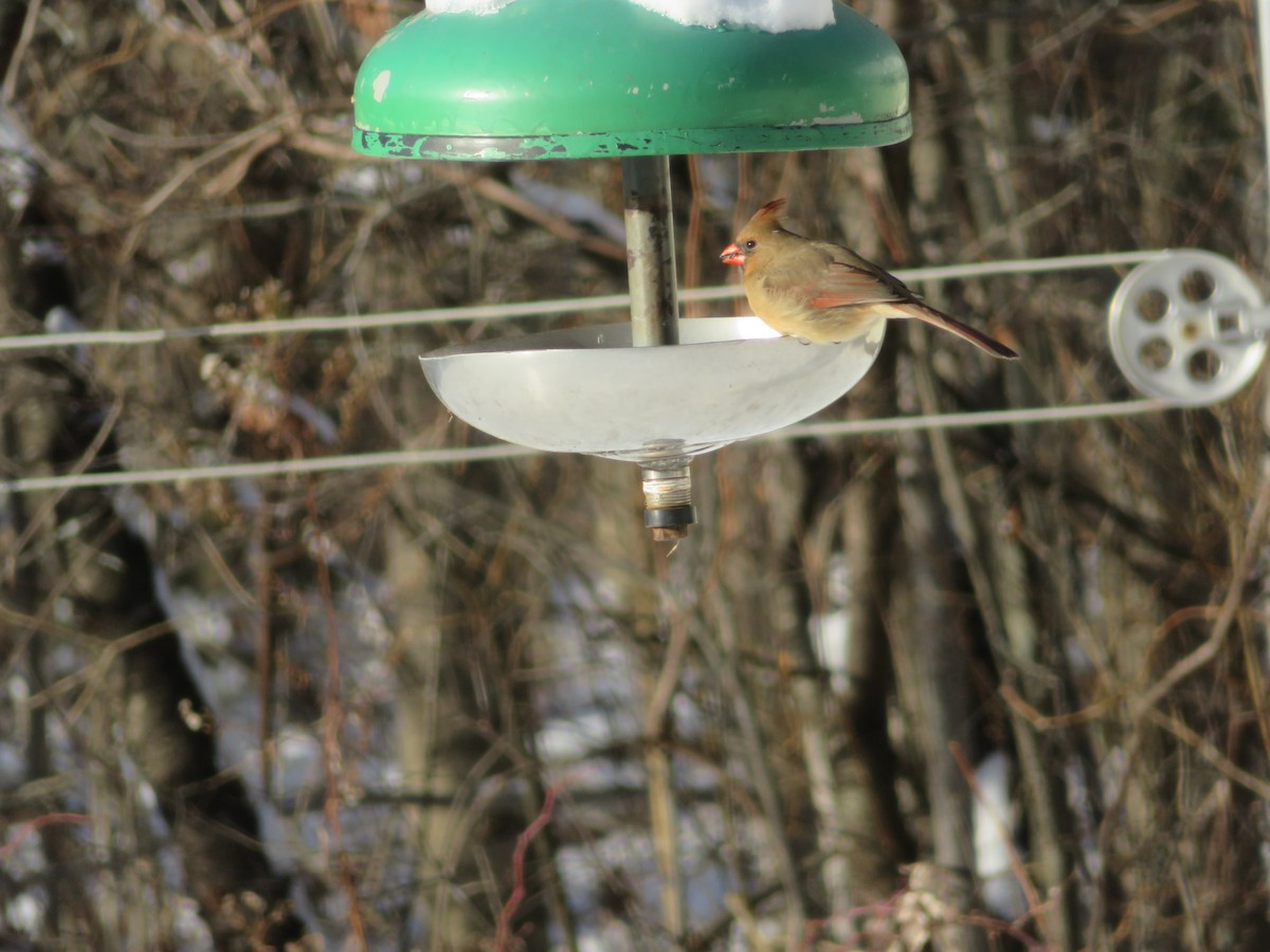 Northern Cardinal - ML187652221