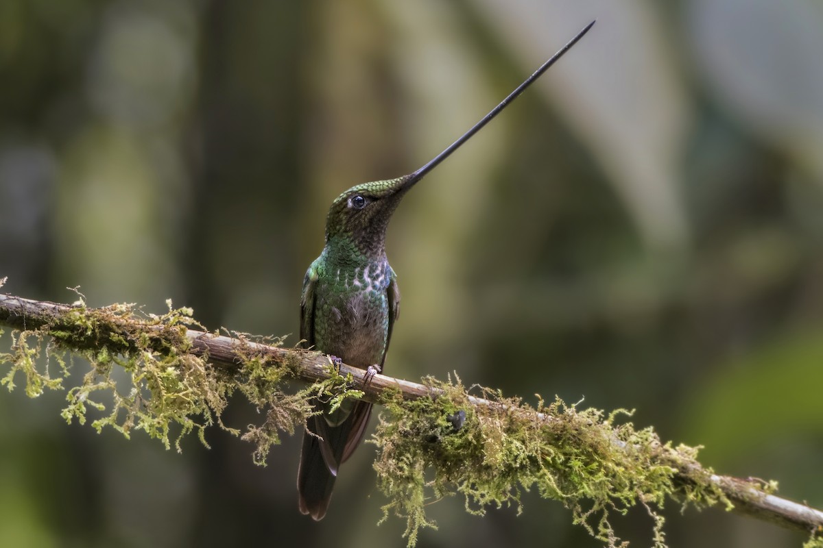 Sword-billed Hummingbird - Jeff Maw