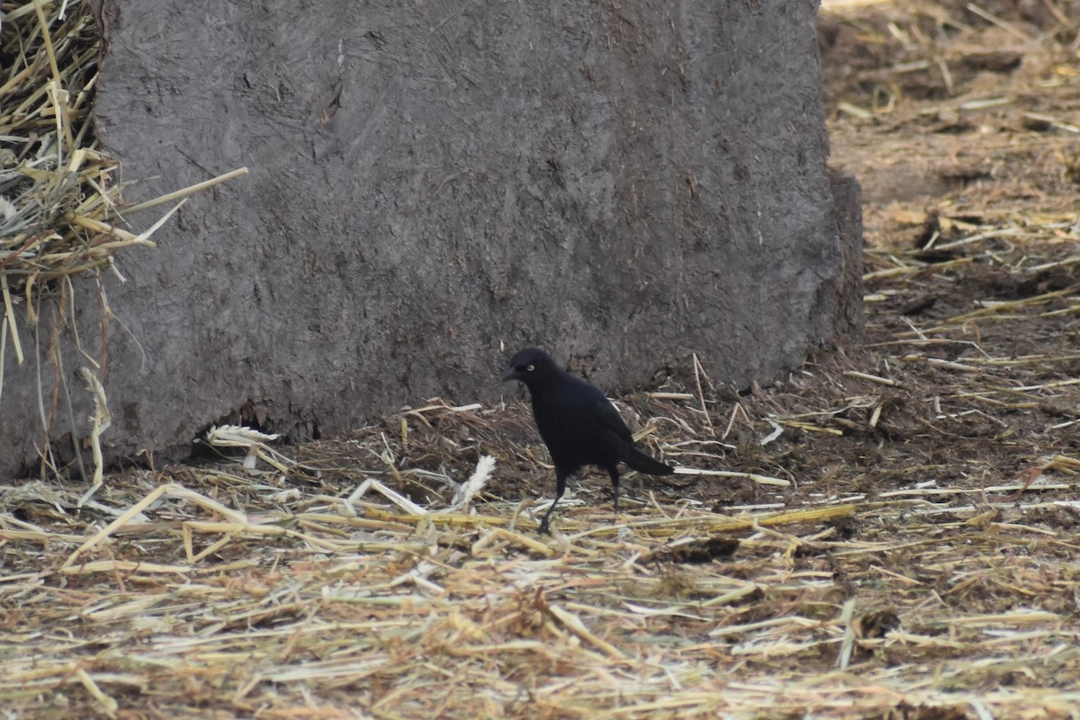 Brewer's Blackbird - Max Lara