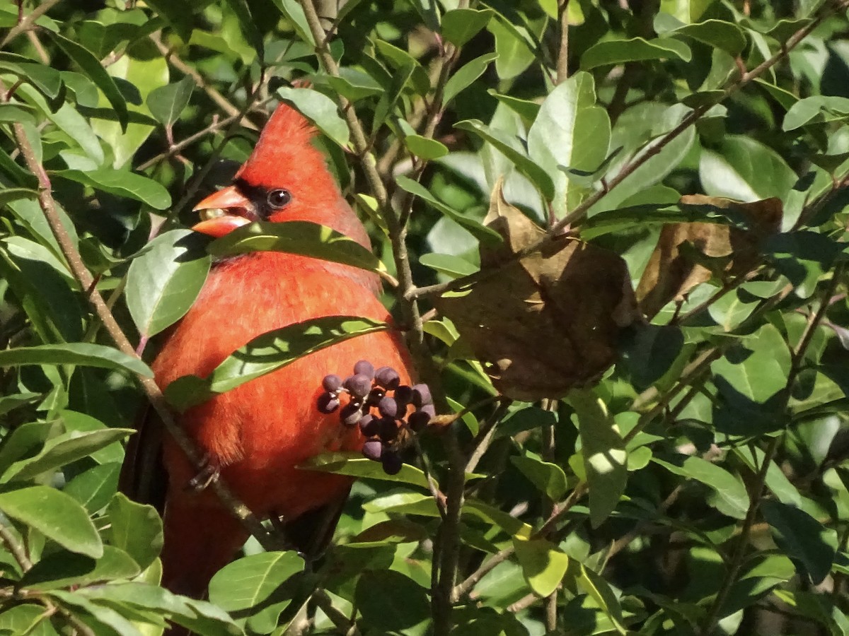 Northern Cardinal - ML187652911
