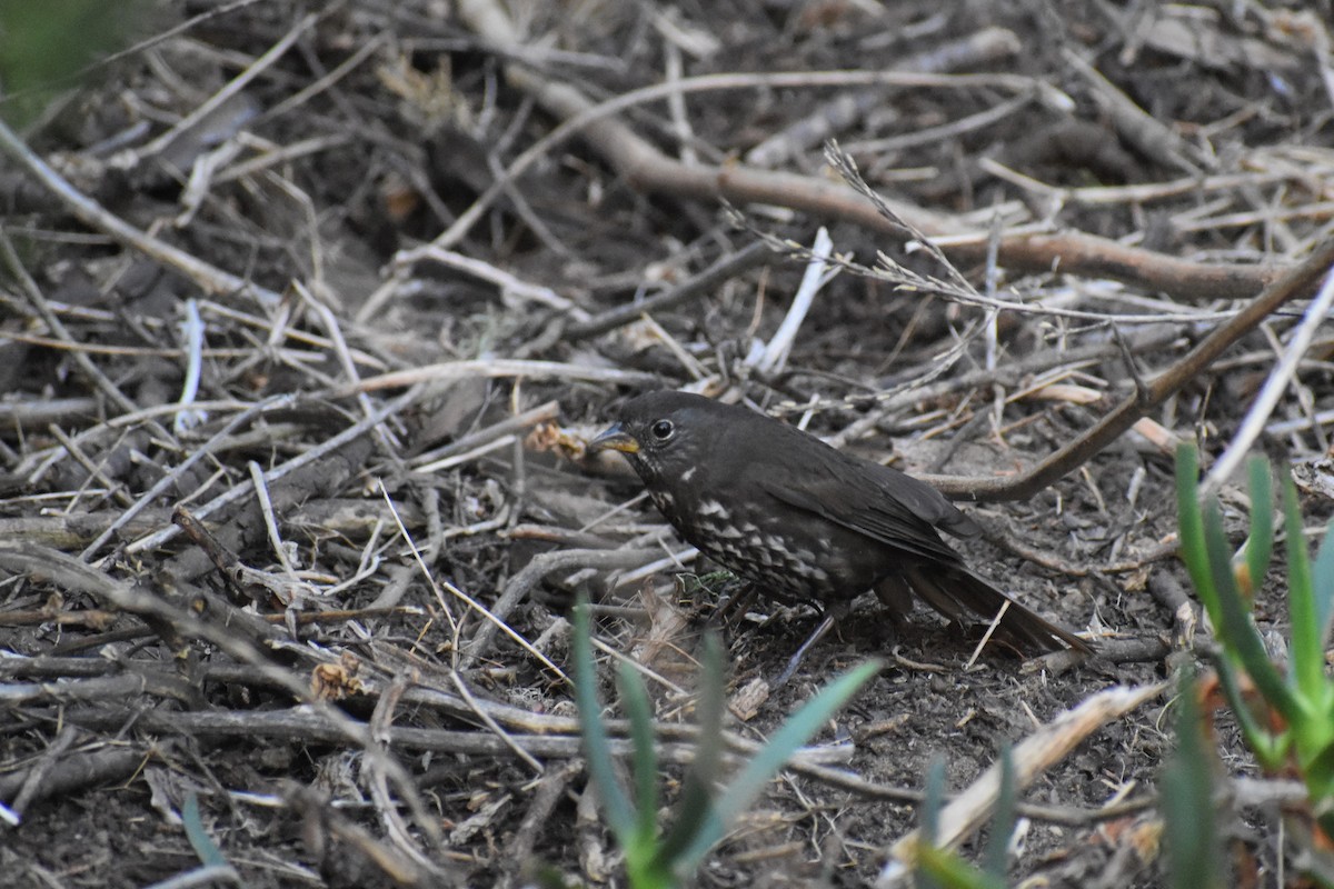 Fox Sparrow (Sooty) - ML187653181