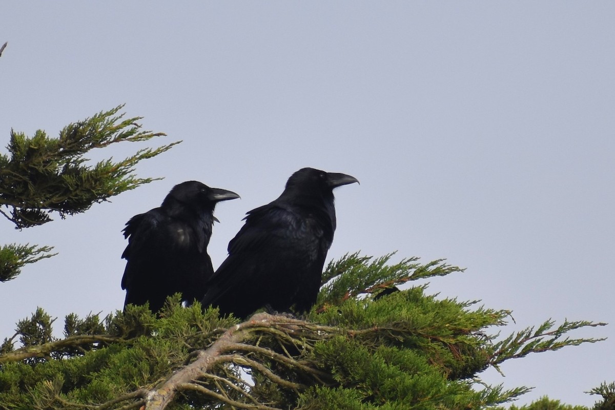 Common Raven - ML187653421