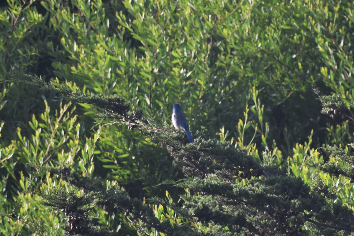 California Scrub-Jay - ML187654711