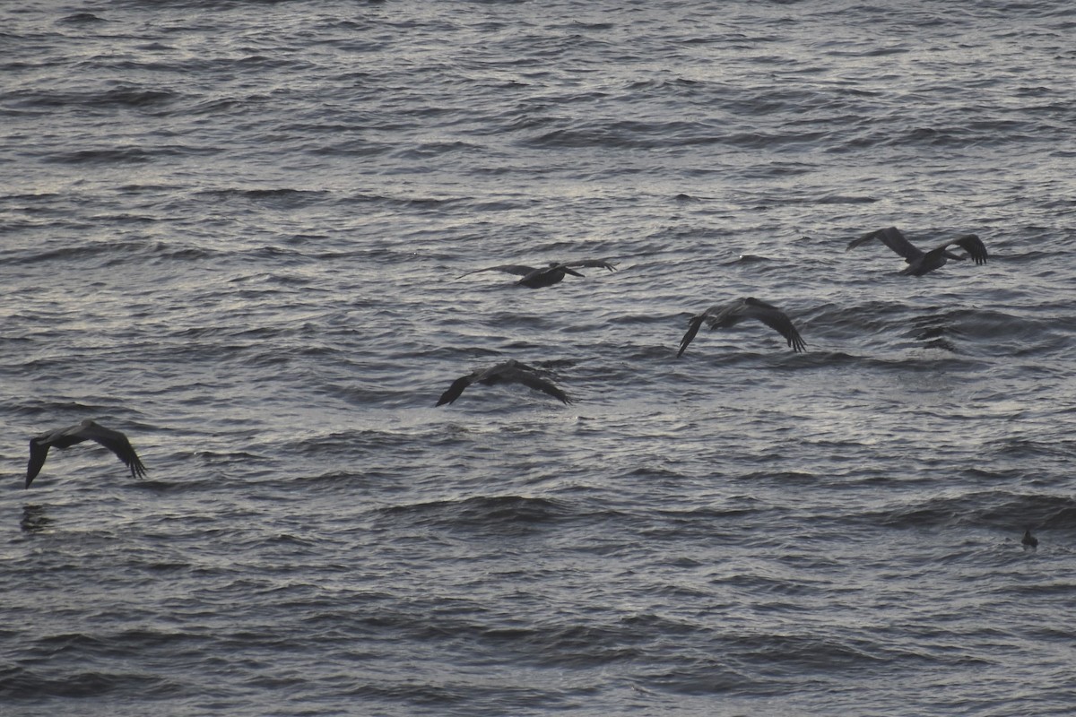 Brown Pelican - ML187654911