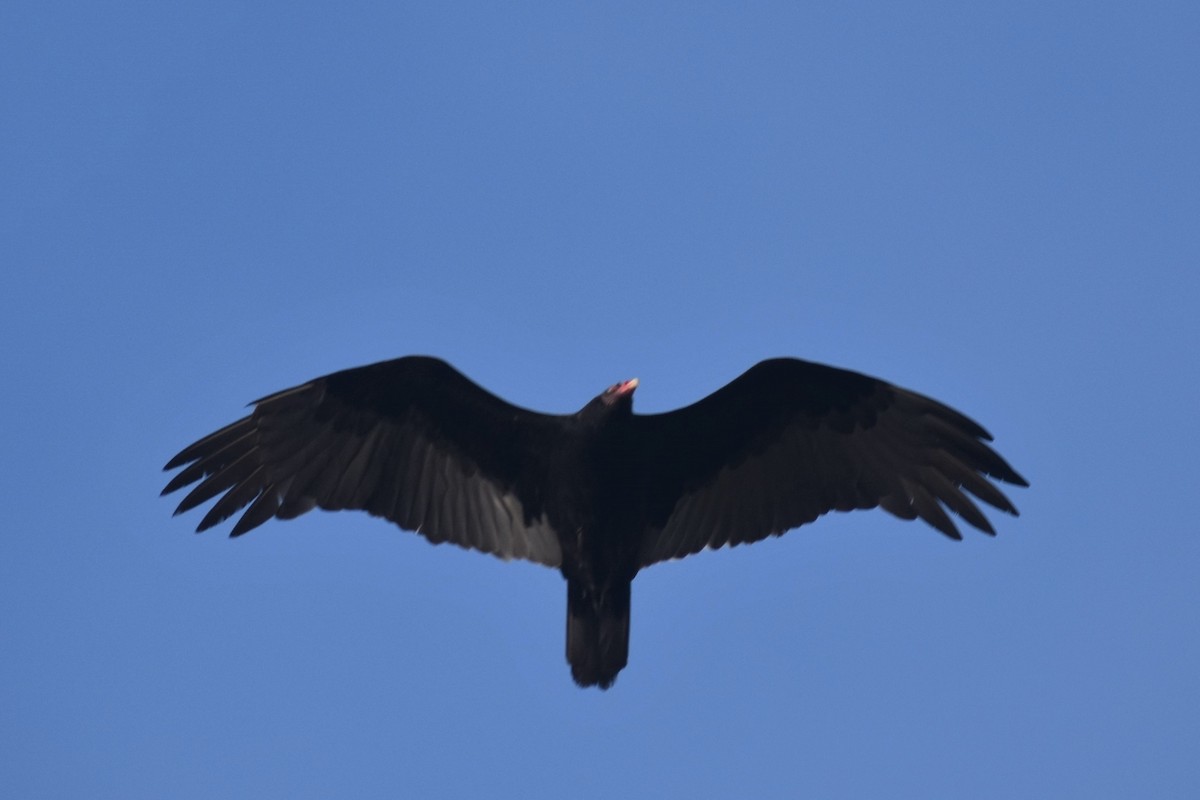 Urubu à tête rouge - ML187655011