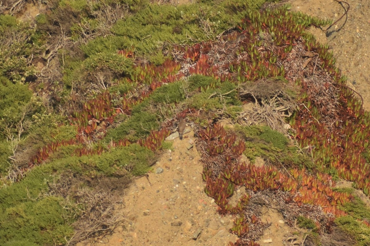 Northern Flicker (Red-shafted) - ML187655381