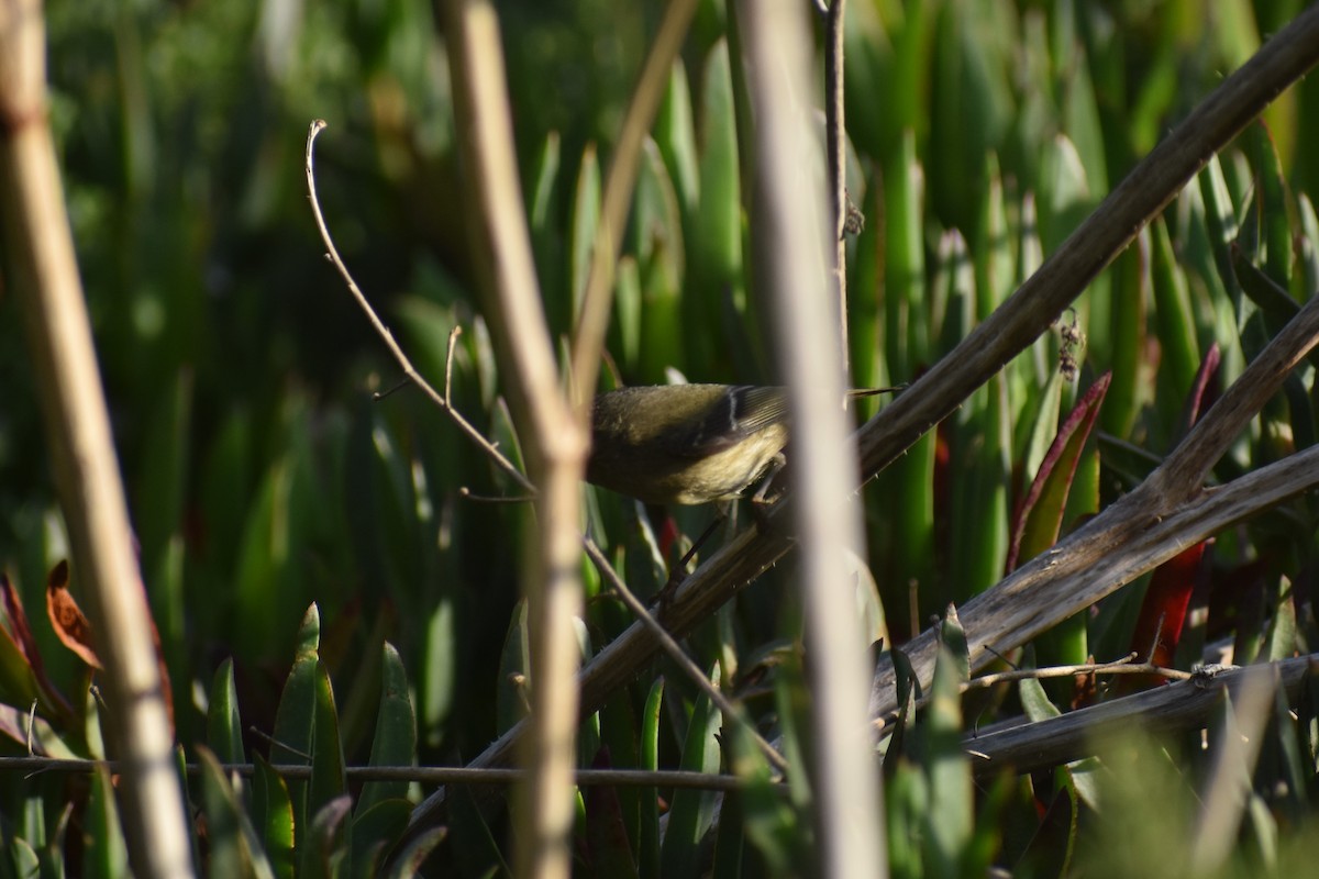 Roitelet à couronne rubis - ML187656511