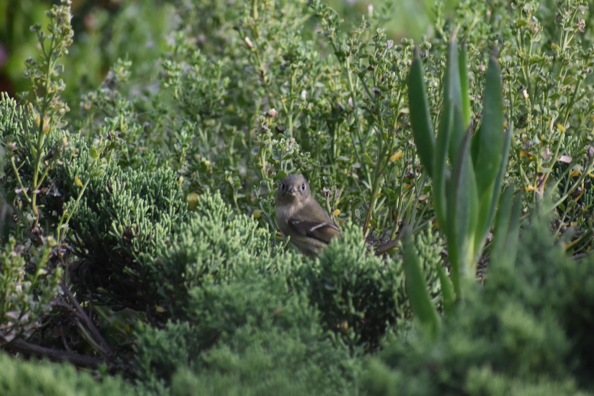 Ruby-crowned Kinglet - ML187656581