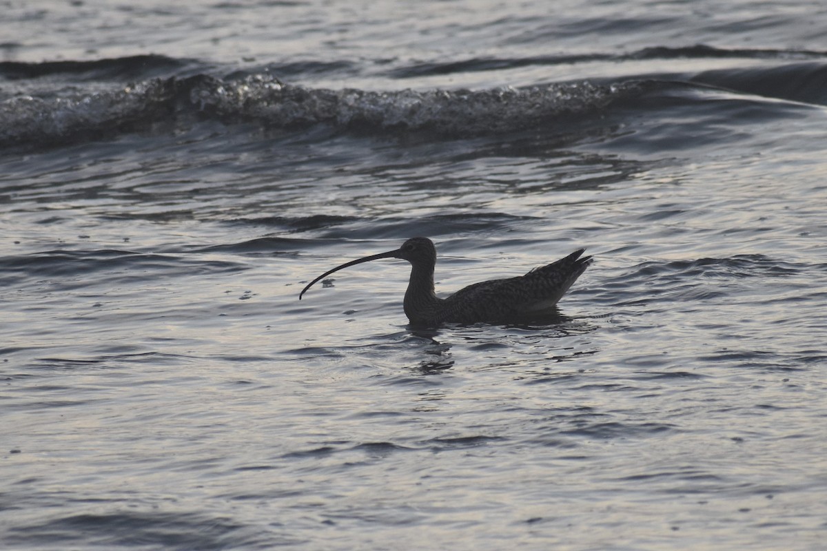 Long-billed Curlew - Max Lara