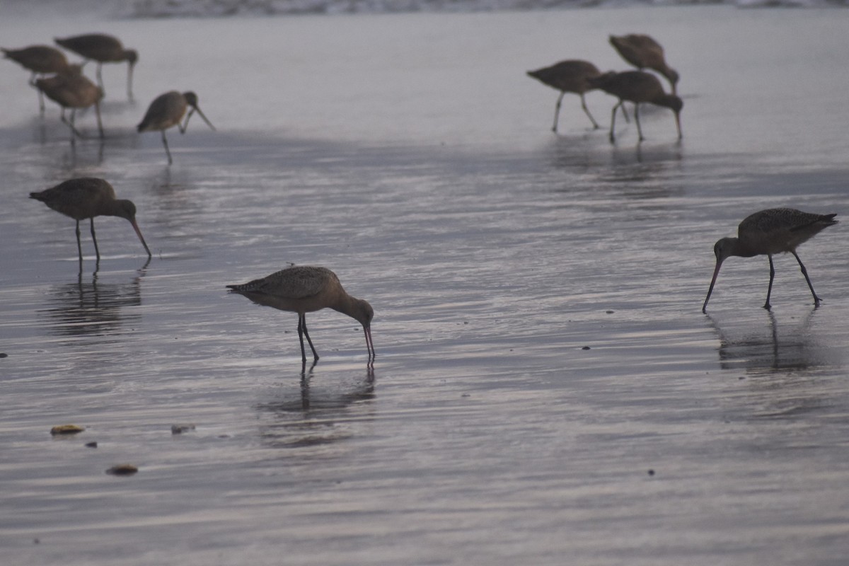 Marbled Godwit - ML187657101