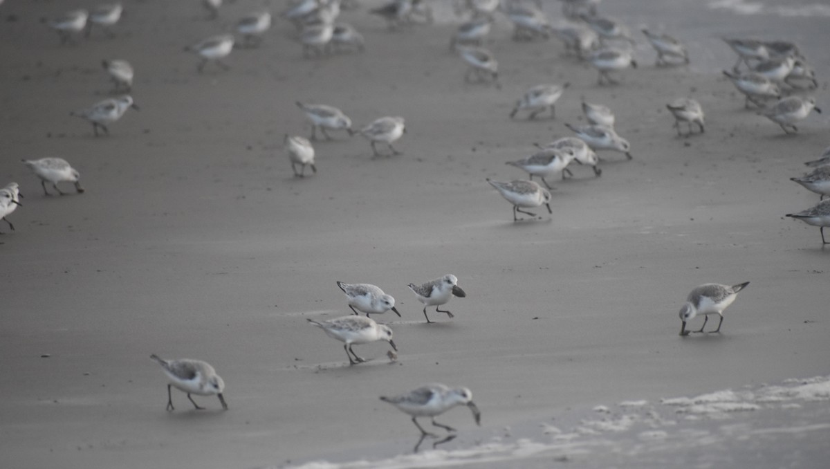 Sanderling - Max Lara