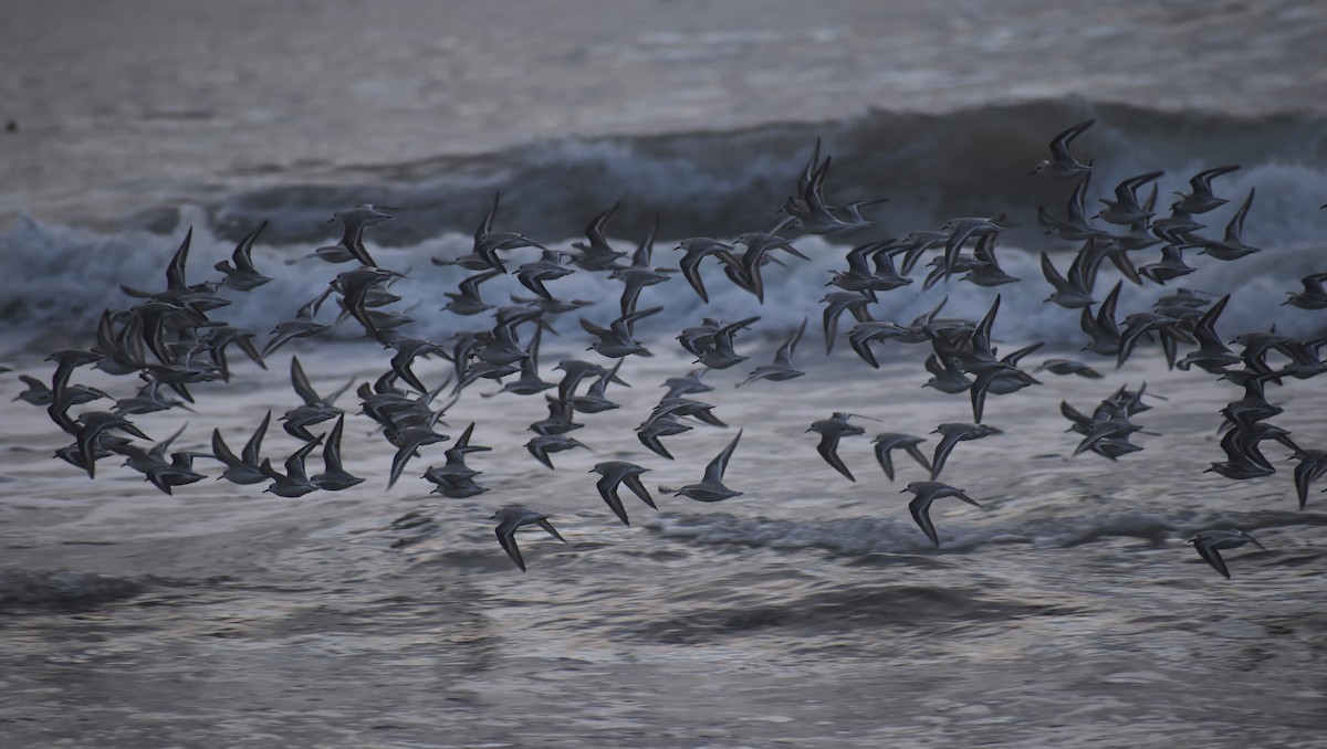 Sanderling - ML187657411