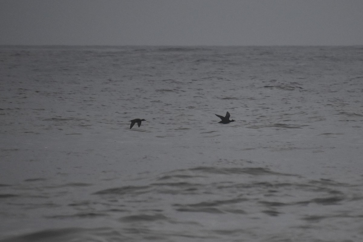 Surf Scoter - ML187657751