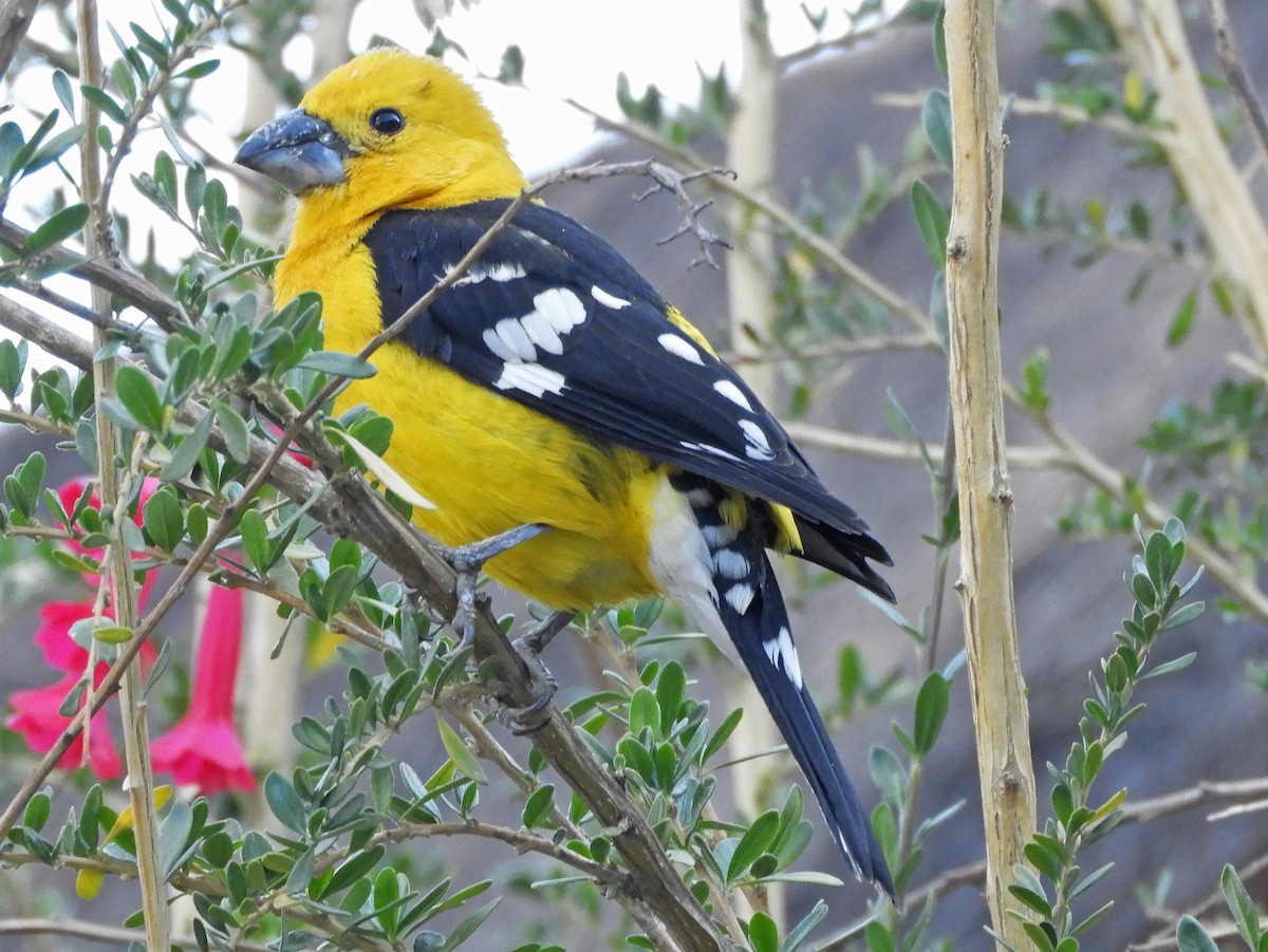 Cardinal à tête jaune - ML187658941