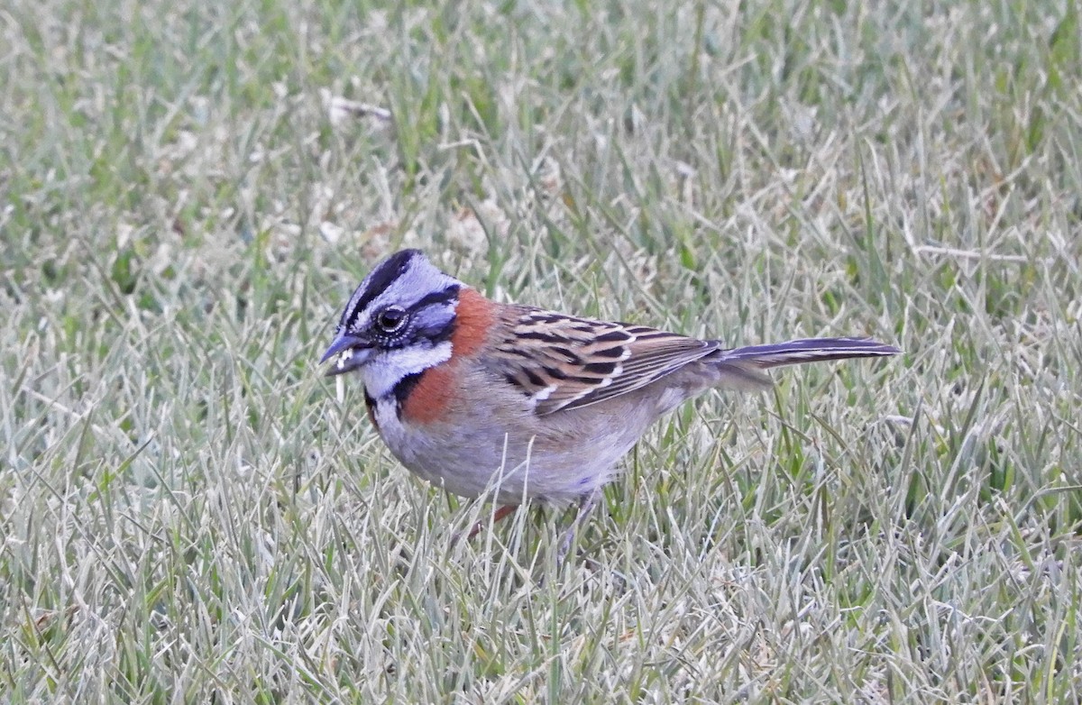 Rufous-collared Sparrow - Ray Wershler