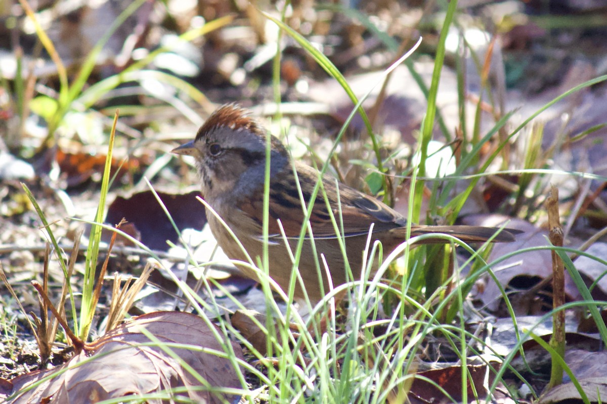 Swamp Sparrow - ML187659121