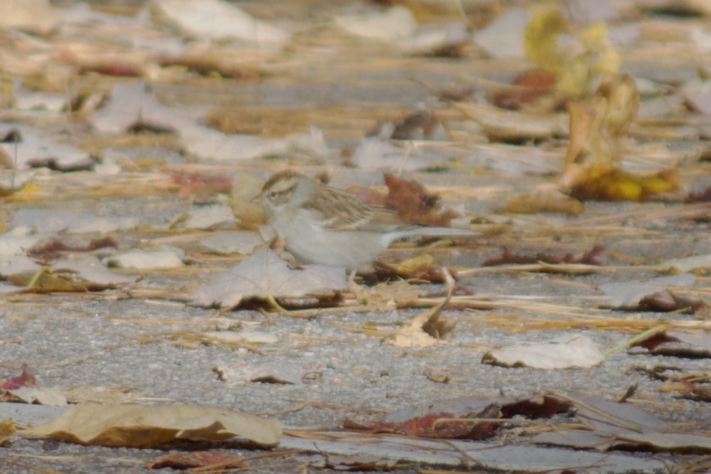 Chipping Sparrow - ML187659131