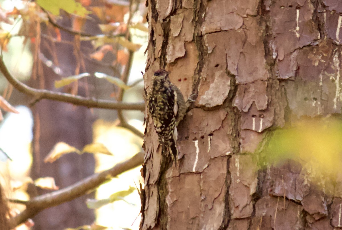 Yellow-bellied Sapsucker - ML187659391