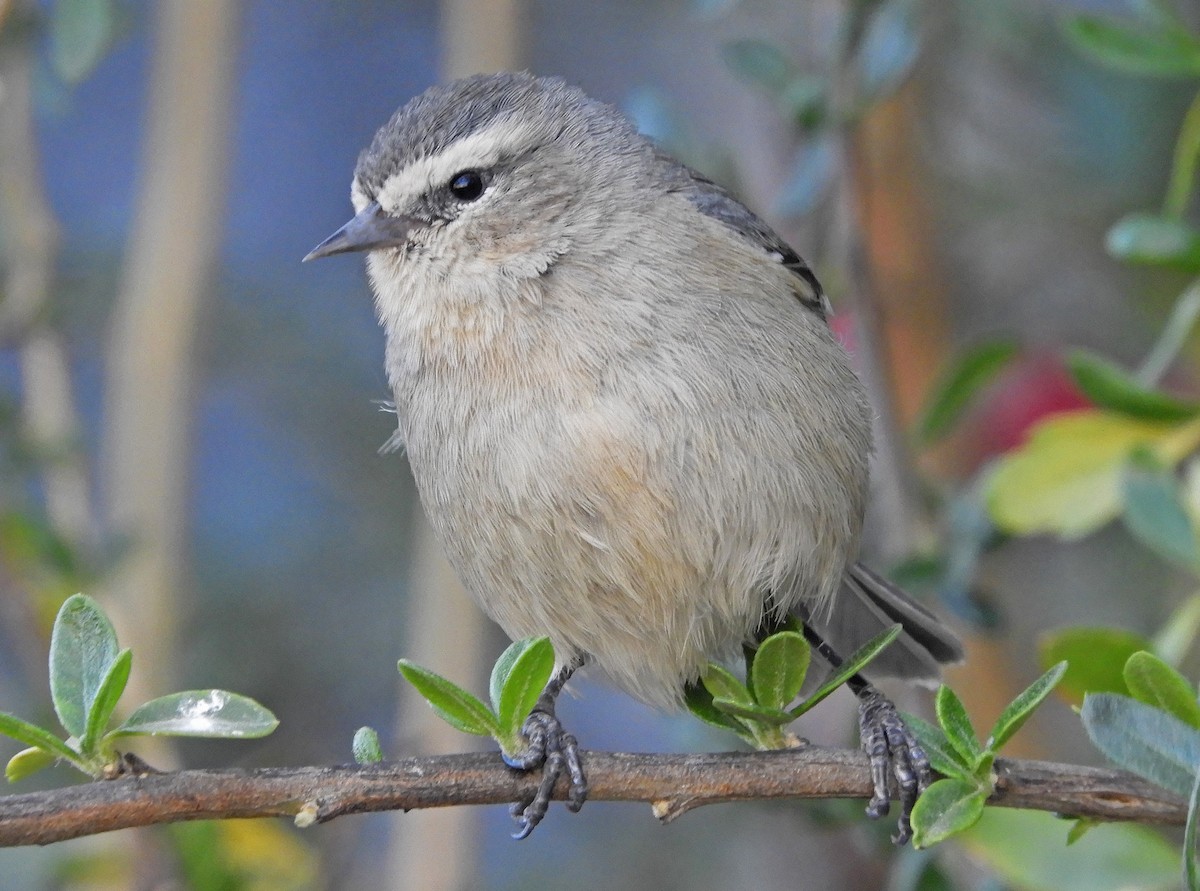 Cinereous Conebill - Ray Wershler