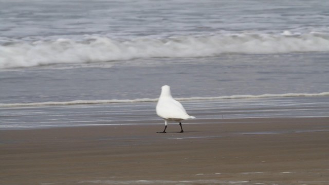 Ivory Gull - ML187661511