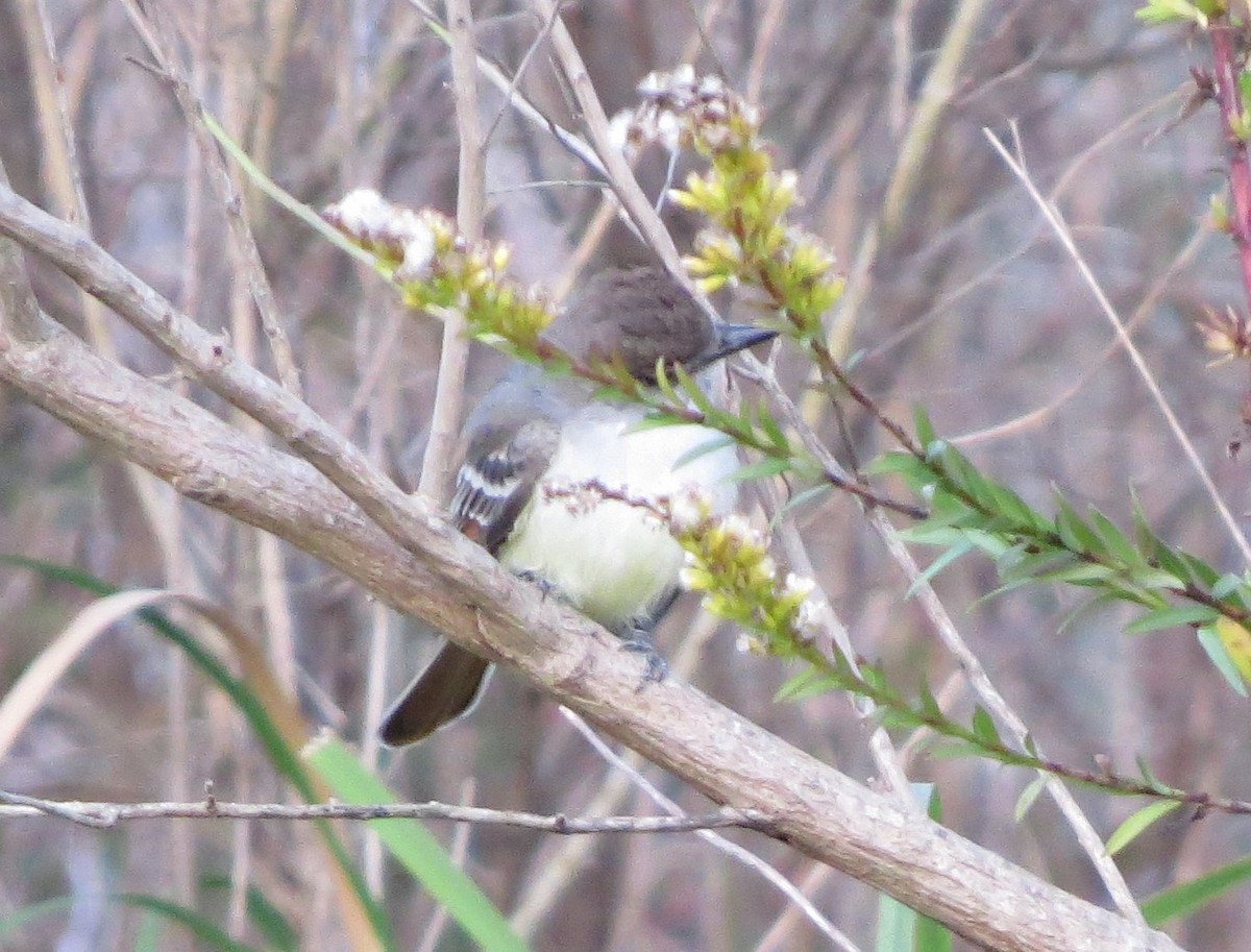 Ash-throated Flycatcher - ML187661881