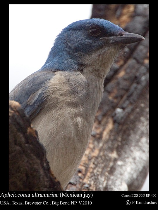 Mexican Jay (Couch's) - ML187662161