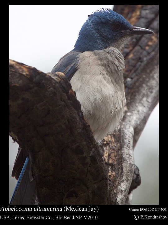 Mexican Jay (Couch's) - ML187662171